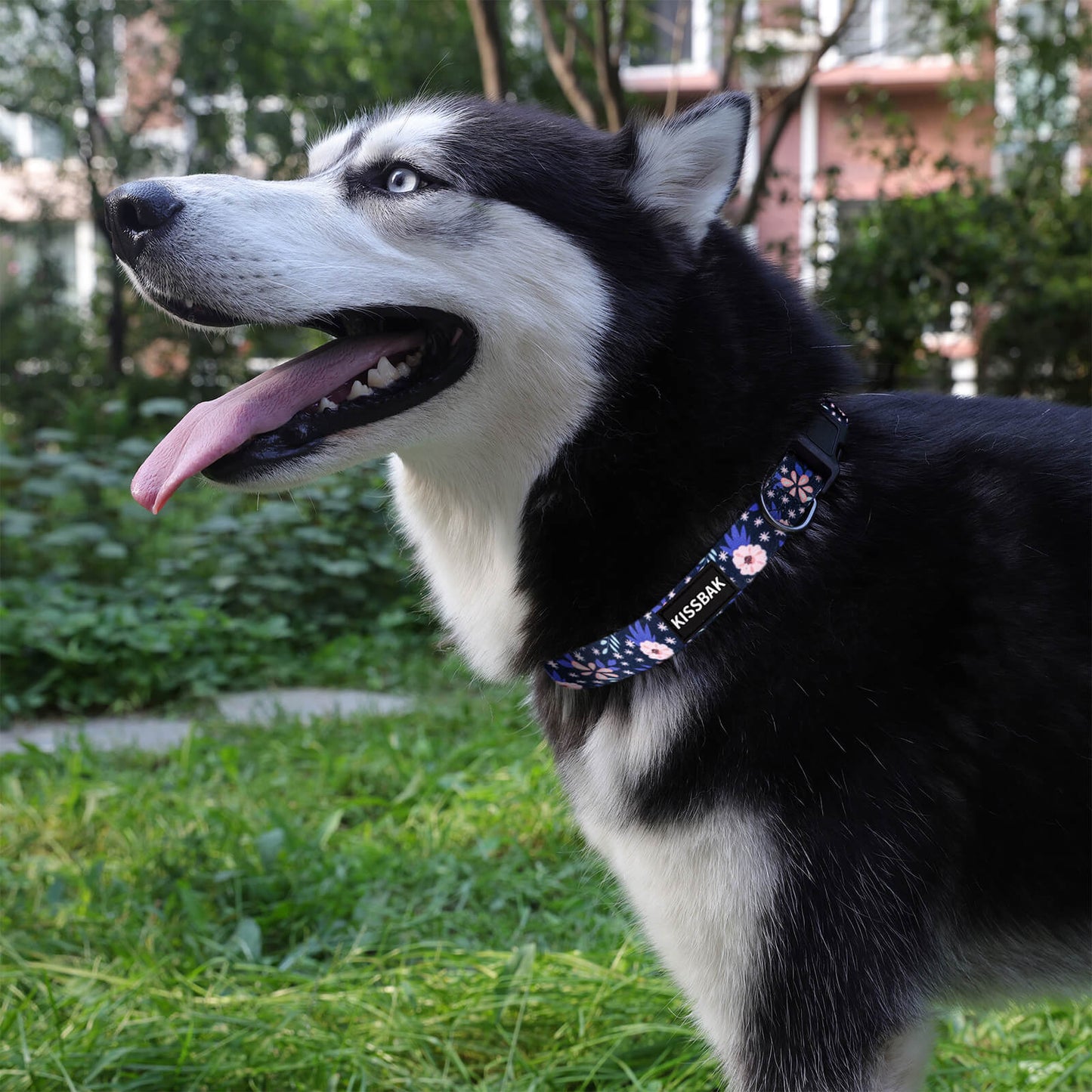 KISSBAK Dog Collar for Small-Medium-Large Dogs - Special Design Cute Girl Dog Pet Collar Soft Adjustable Fancy Floral Girl Puppy Dog Collars Pineapple Flower