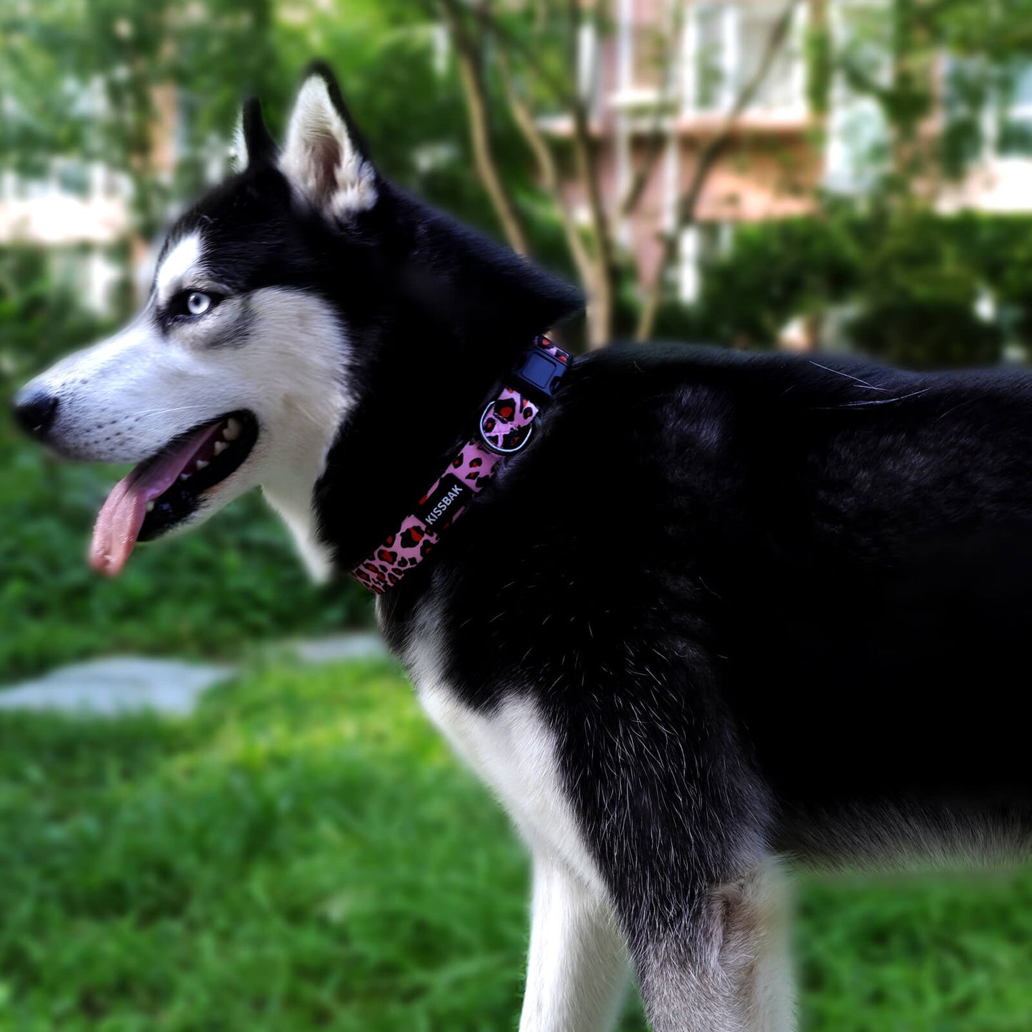 KISSBAK Dog Collar for Small-Medium-Large Dogs - Special Design Cute Girl Dog Pet Collar Soft Adjustable Fancy Floral Girl Puppy Dog Collars Pink Leopard