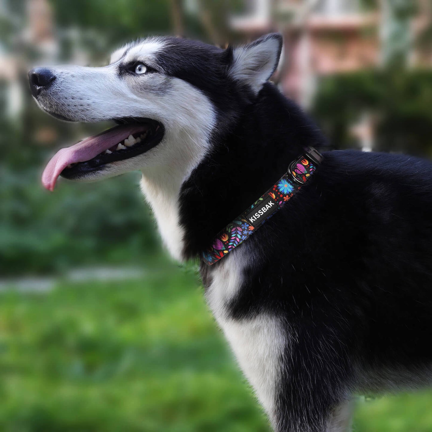 KISSBAK Dog Collar for Small-Medium-Large Dogs - Special Design Cute Girl Dog Pet Collar Soft Adjustable Fancy Floral Girl Puppy Dog Collars Floral Purple