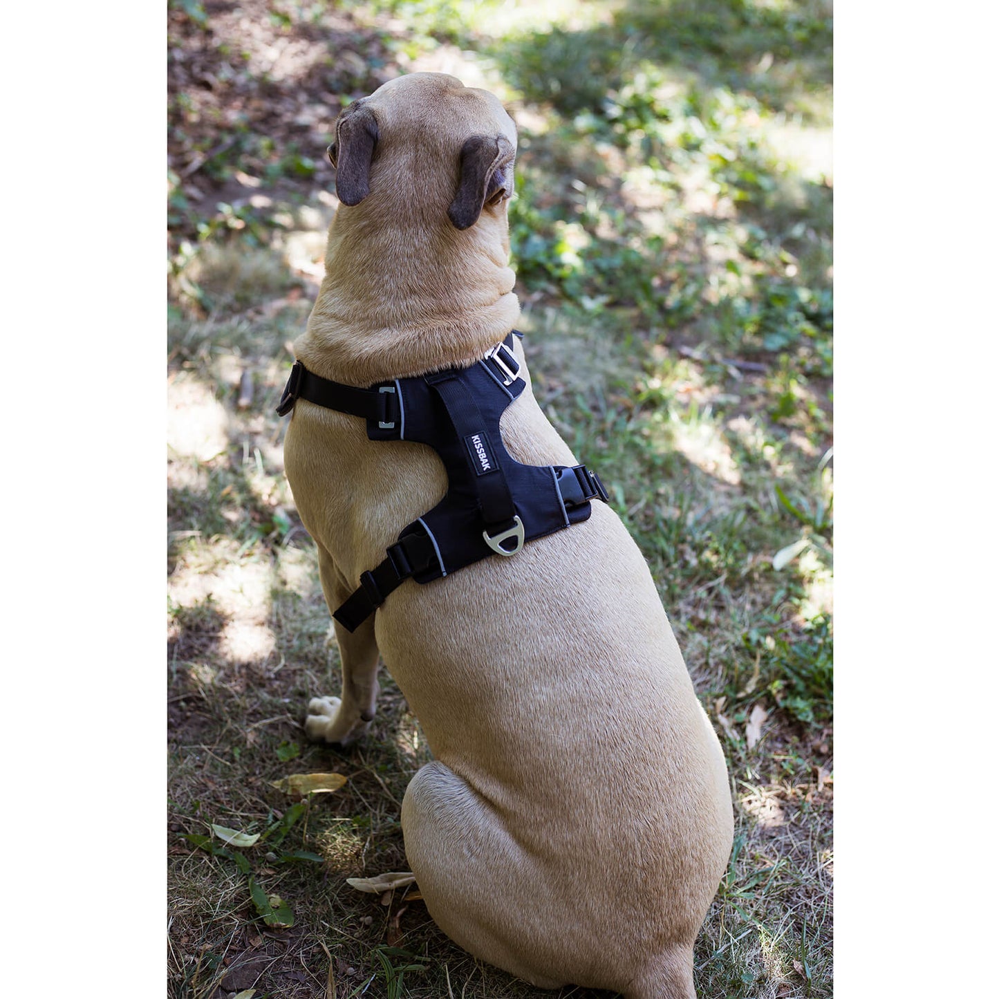 KISSBAK Dog Harness for Small-Medium-Large Dogs - No Pull Dog Vest Harness with Handle, Cute Girl Boy Reflective Soft Padded Pet Harness, 2 Leash Clips Adjustable Comfortable Easy Walk Dog Chest Harness Designed Pink Black