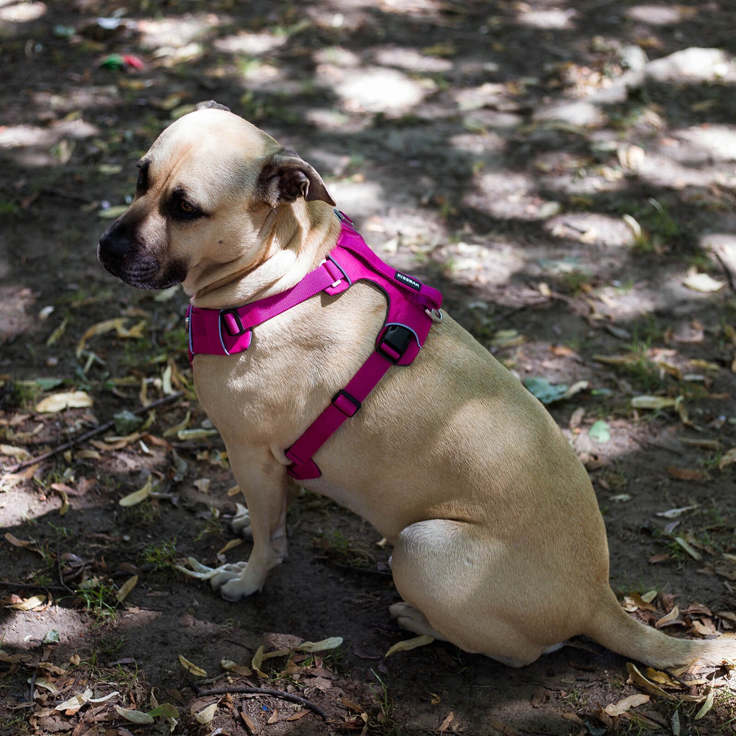 KISSBAK Dog Harness for Small-Medium-Large Dogs - No Pull Dog Vest Harness with Handle, Cute Girl Boy Reflective Soft Padded Pet Harness, 2 Leash Clips Adjustable Comfortable Easy Walk Dog Chest Harness Designed Pink Black