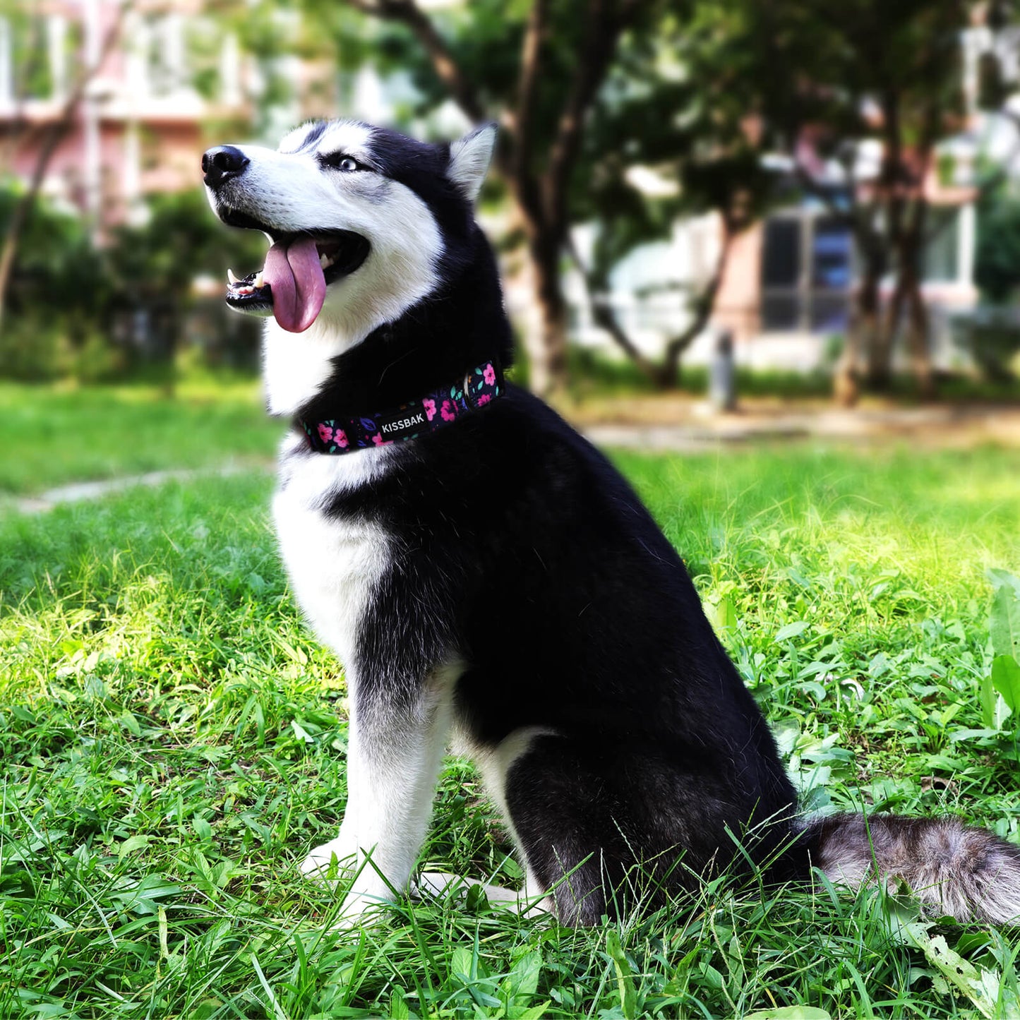 KISSBAK Dog Collar for Small-Medium-Large Dogs - Special Design Cute Girl Dog Pet Collar Soft Adjustable Fancy Floral Girl Puppy Dog Collars Floral