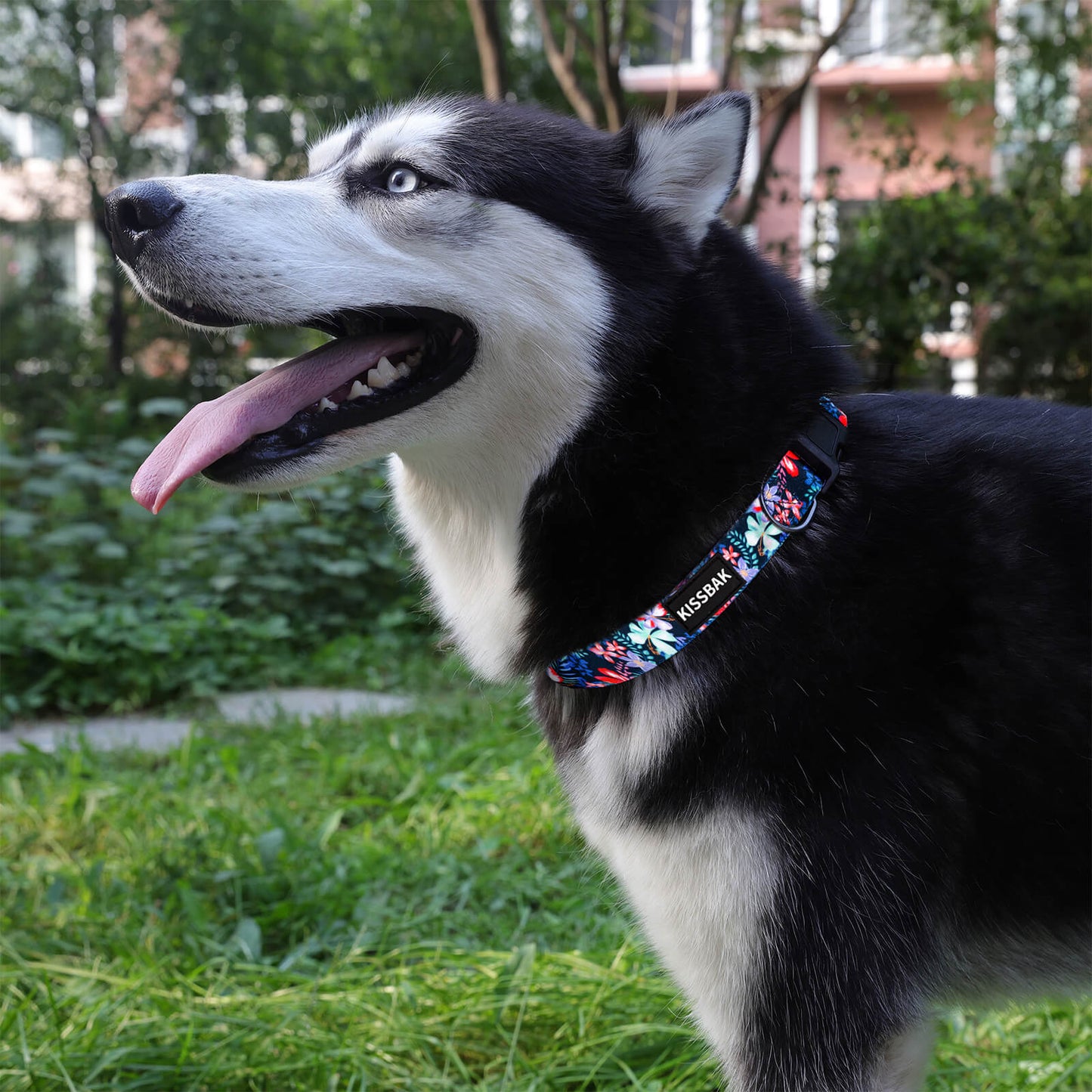 KISSBAK Dog Collar for Small-Medium-Large Dogs - Special Design Cute Girl Dog Pet Collar Soft Adjustable Fancy Floral Girl Puppy Dog Collars Hibicus Colorful