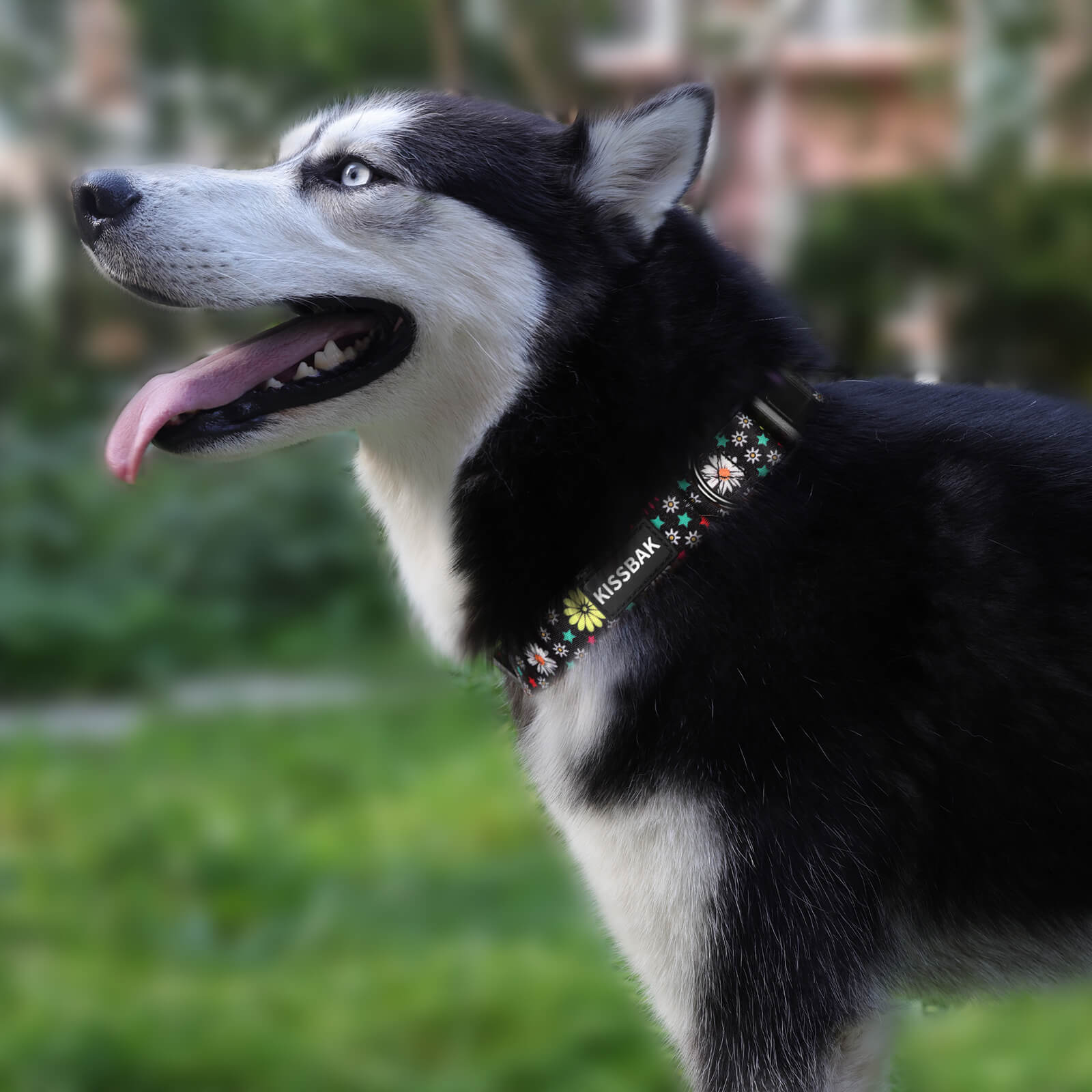 Customized Dog Collar, Adjustable Small Medium Large, Cute Girl Female  Summer Spring Pretty Designer Puppy, Floral White Daisy