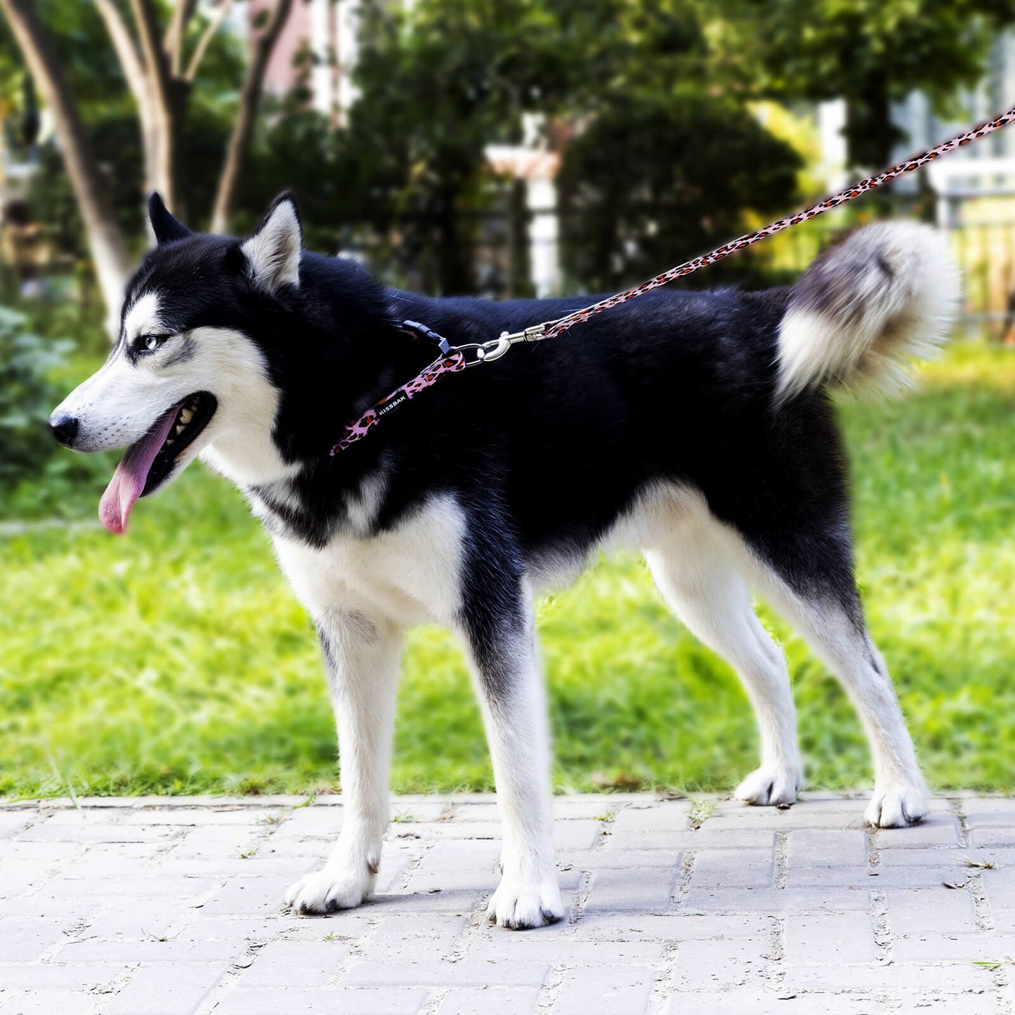 KISSBAK Dog Collar for Small-Medium-Large Dogs - Special Design Cute G
